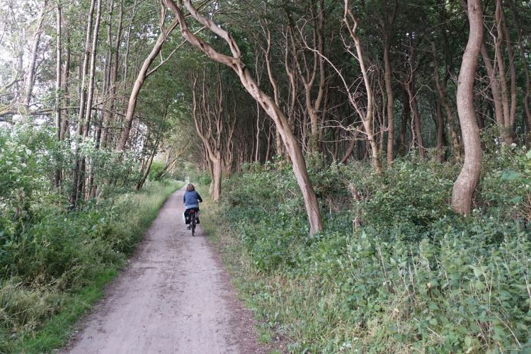 Radfahrer auf Waldweg