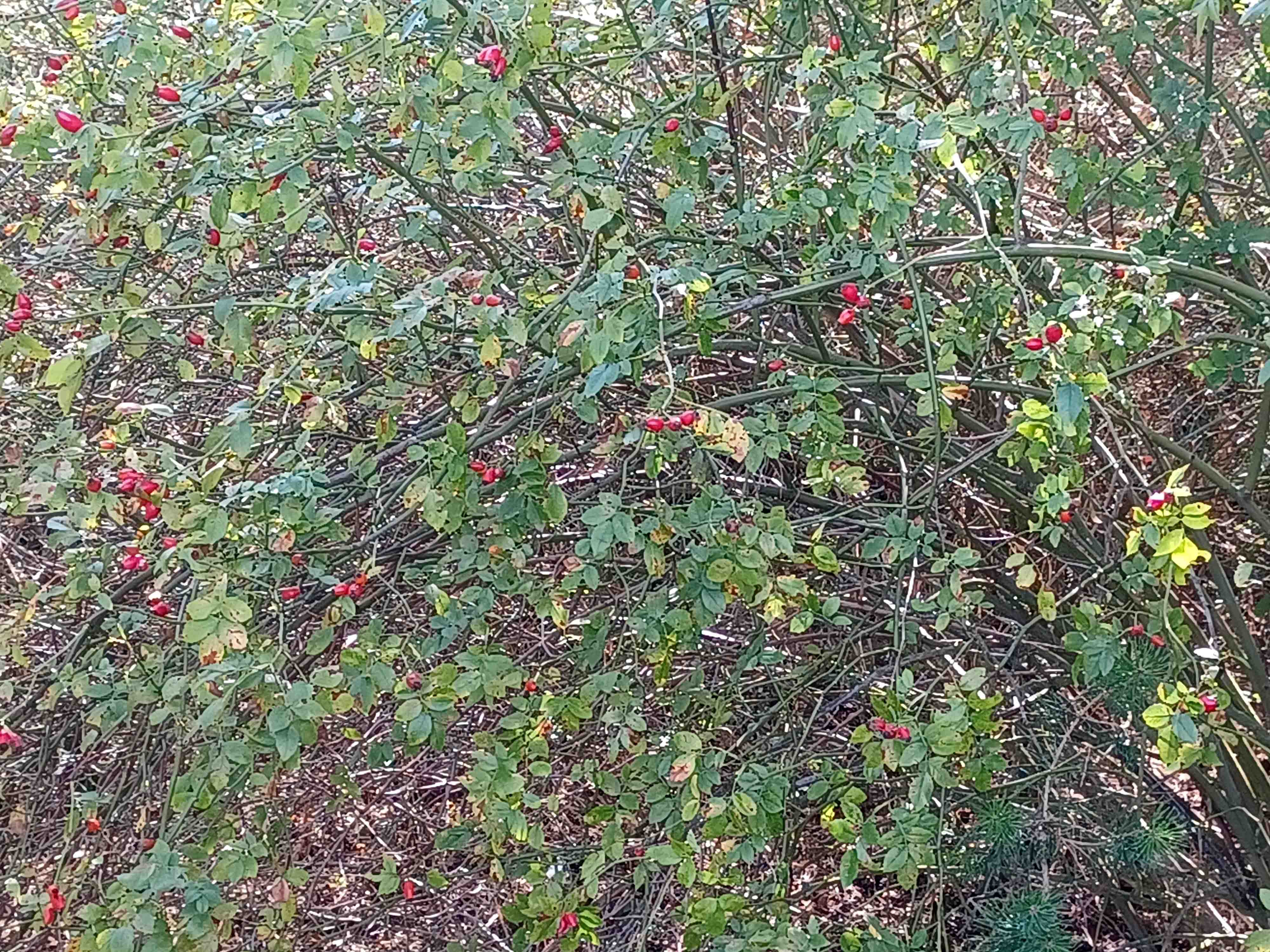 Foto von Zweigen mit Hagebutten