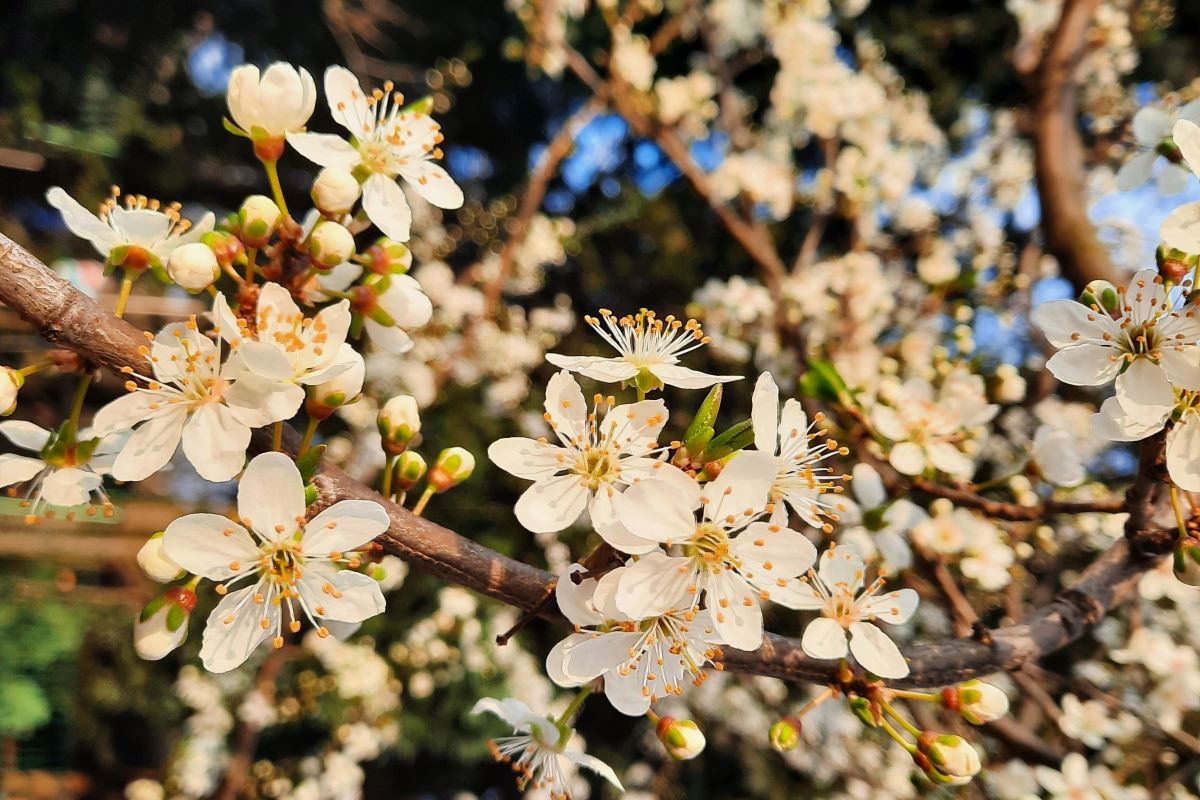 Mirabellenblüten - der Start in eine reiche Ernte